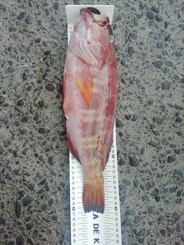 Fish Measure Picture
